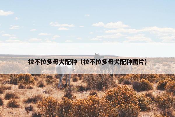 拉不拉多母犬配种（拉不拉多母犬配种图片）