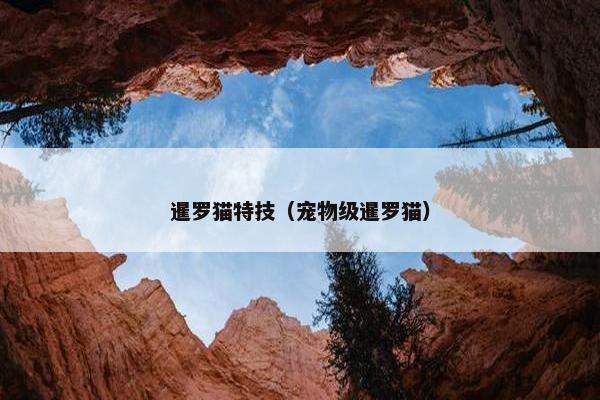 暹罗猫特技（宠物级暹罗猫）