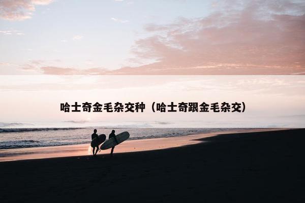 哈士奇金毛杂交种（哈士奇跟金毛杂交）