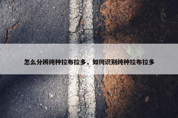 怎么分辨纯种拉布拉多，如何识别纯种拉布拉多