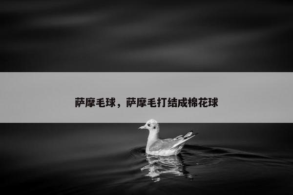 萨摩毛球，萨摩毛打结成棉花球