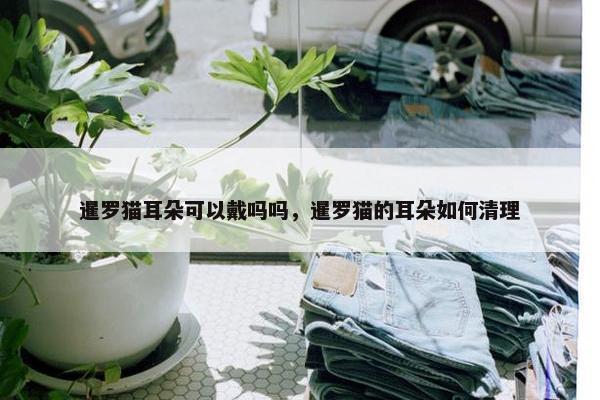 暹罗猫耳朵可以戴吗吗，暹罗猫的耳朵如何清理