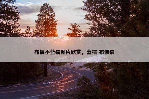 布偶小蓝猫图片欣赏，蓝猫 布偶猫