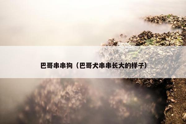 巴哥串串狗（巴哥犬串串长大的样子）