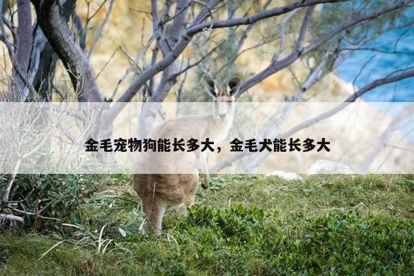 金毛宠物狗能长多大，金毛犬能长多大