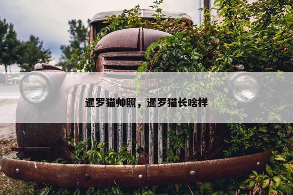 暹罗猫帅照，暹罗猫长啥样