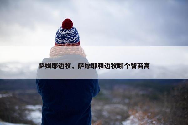 萨姆耶边牧，萨摩耶和边牧哪个智商高