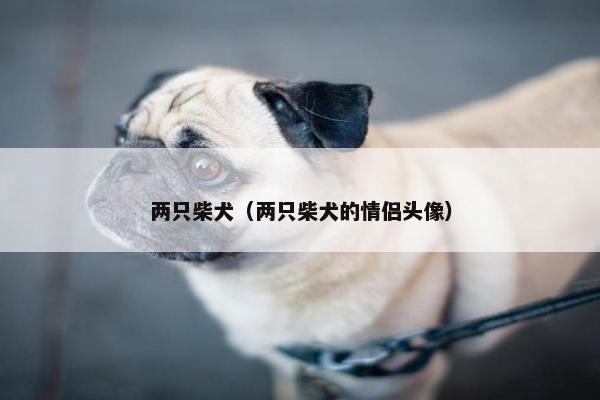 两只柴犬（两只柴犬的情侣头像）
