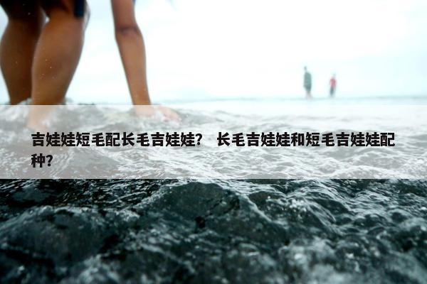 吉娃娃短毛配长毛吉娃娃？ 长毛吉娃娃和短毛吉娃娃配种？