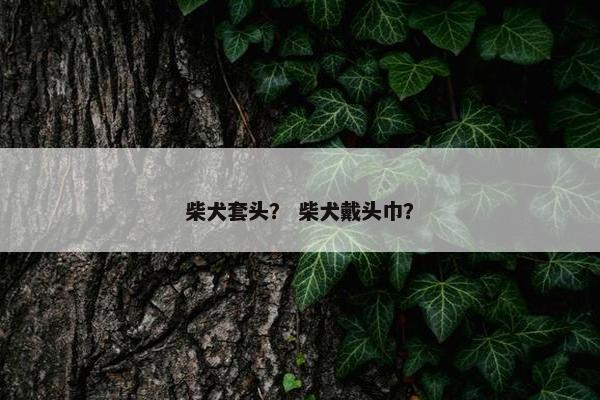 柴犬套头？ 柴犬戴头巾？
