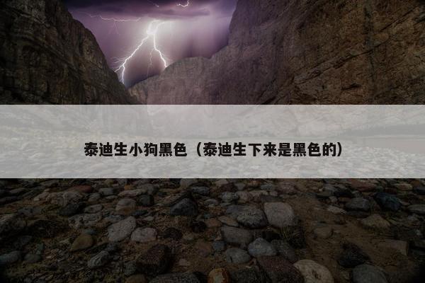 泰迪生小狗黑色（泰迪生下来是黑色的）