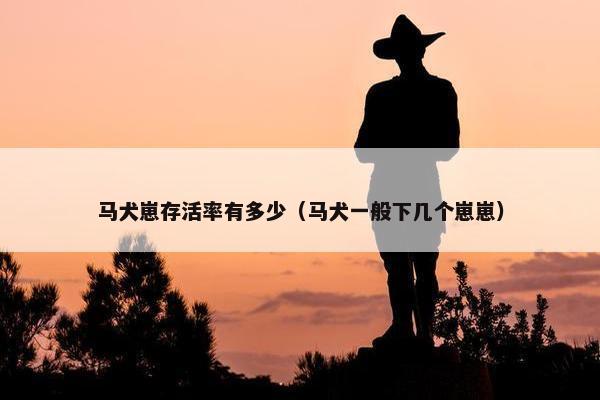 马犬崽存活率有多少（马犬一般下几个崽崽）
