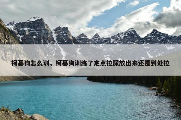 柯基狗怎么训，柯基狗训练了定点拉屎放出来还是到处拉