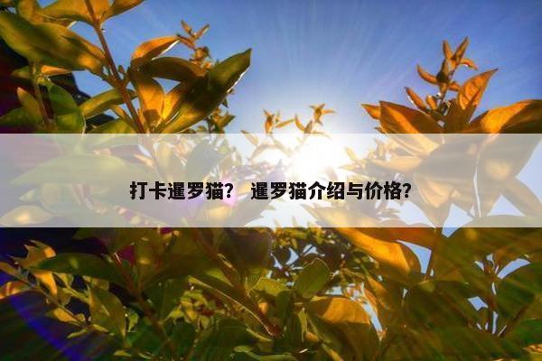 打卡暹罗猫？ 暹罗猫介绍与价格？