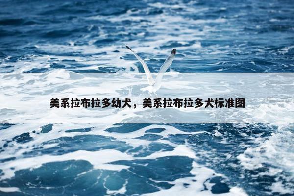 美系拉布拉多幼犬，美系拉布拉多犬标准图