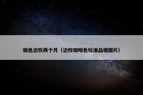 咖色边牧两个月（边牧咖啡色标准品相图片）