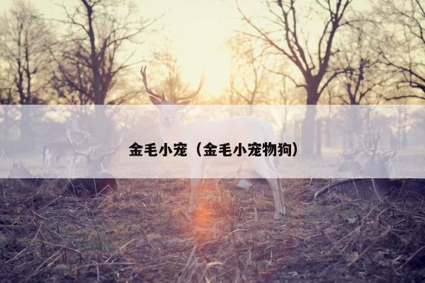 金毛小宠（金毛小宠物狗）