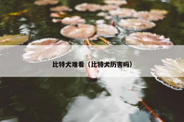 比特犬难看（比特犬历害吗）