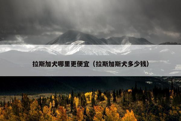 拉斯加犬哪里更便宜（拉斯加斯犬多少钱）
