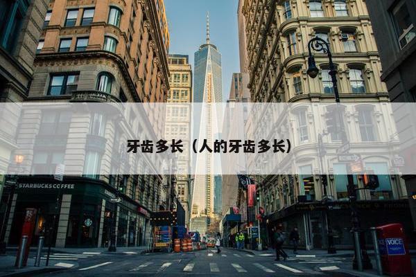 牙齿多长（人的牙齿多长）