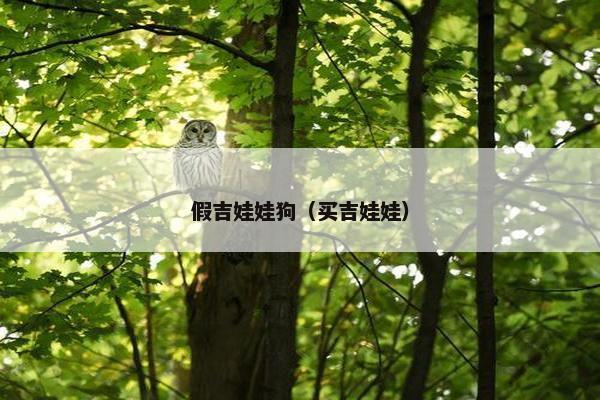 假吉娃娃狗（买吉娃娃）