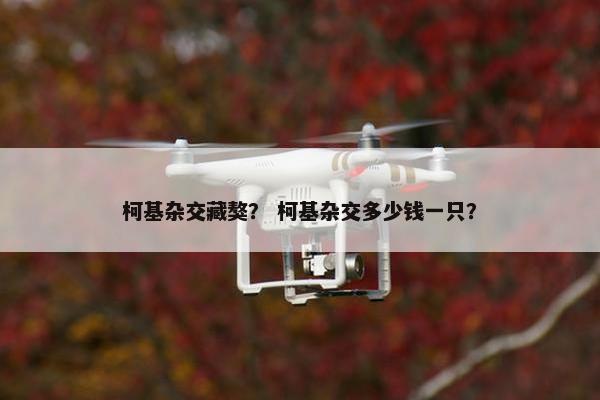 柯基杂交藏獒？ 柯基杂交多少钱一只？