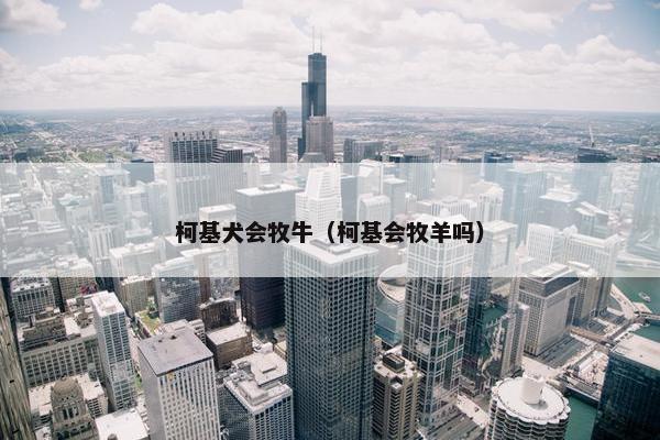 柯基犬会牧牛（柯基会牧羊吗）