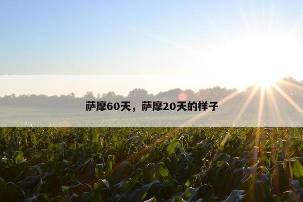 萨摩60天，萨摩20天的样子