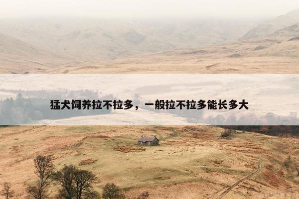 猛犬饲养拉不拉多，一般拉不拉多能长多大