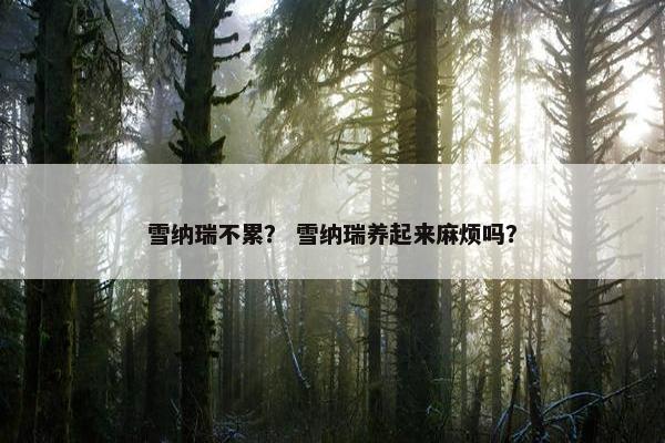 雪纳瑞不累？ 雪纳瑞养起来麻烦吗？