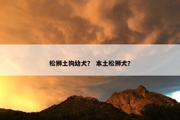 松狮土狗幼犬？ 本土松狮犬？