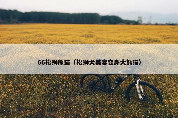 66松狮熊猫（松狮犬美容变身大熊猫）