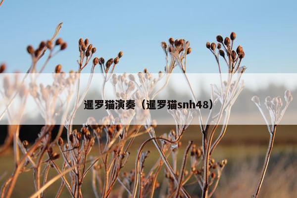 暹罗猫演奏（暹罗猫snh48）