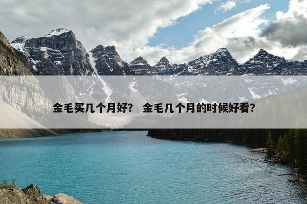 金毛买几个月好？ 金毛几个月的时候好看？