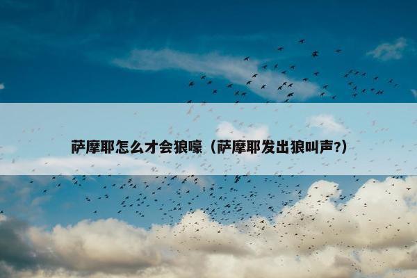 萨摩耶怎么才会狼嚎（萨摩耶发出狼叫声?）