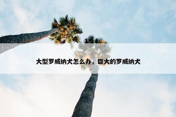 大型罗威纳犬怎么办，巨大的罗威纳犬