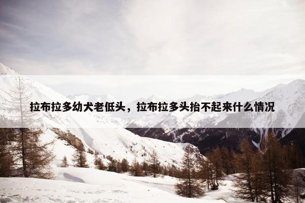 拉布拉多幼犬老低头，拉布拉多头抬不起来什么情况