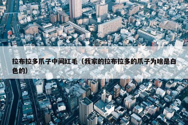 拉布拉多爪子中间红毛（我家的拉布拉多的爪子为啥是白色的）