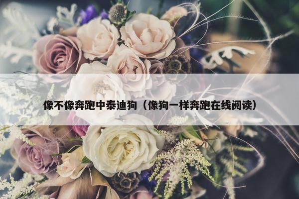 像不像奔跑中泰迪狗（像狗一样奔跑在线阅读）