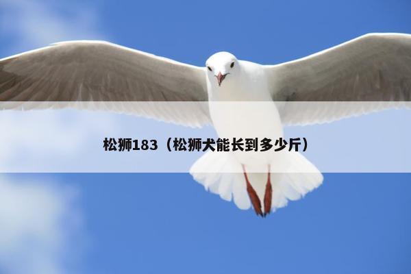 松狮183（松狮犬能长到多少斤）