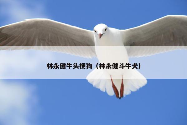林永健牛头梗狗（林永健斗牛犬）