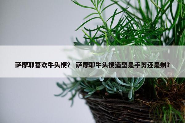 萨摩耶喜欢牛头梗？ 萨摩耶牛头梗造型是手剪还是剃？