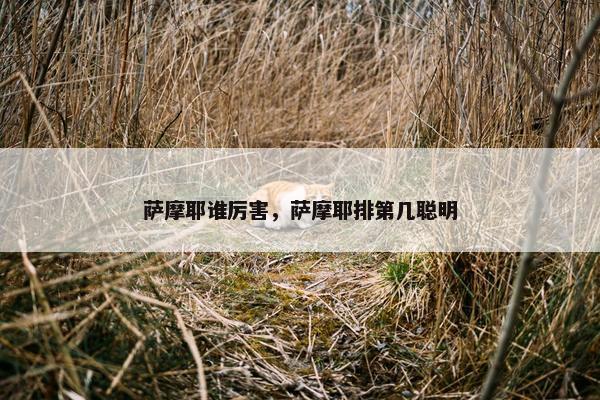 萨摩耶谁厉害，萨摩耶排第几聪明