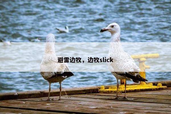 避雷边牧，边牧slick