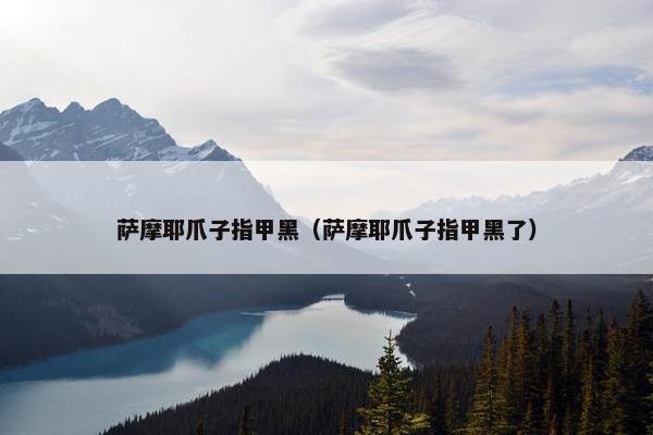 萨摩耶爪子指甲黑（萨摩耶爪子指甲黑了）