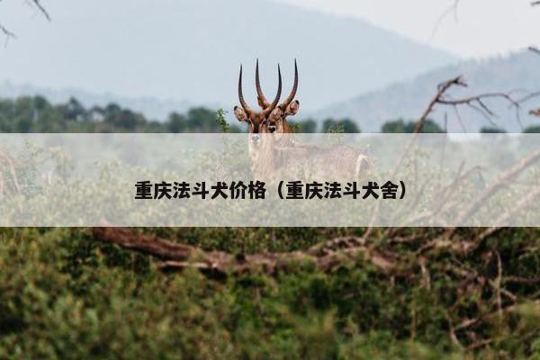重庆法斗犬价格（重庆法斗犬舍）