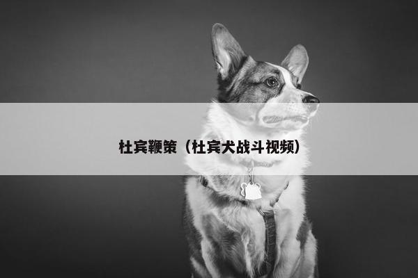 杜宾鞭策（杜宾犬战斗视频）