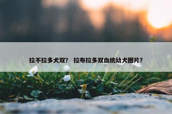 拉不拉多犬双？ 拉布拉多双血统幼犬图片？