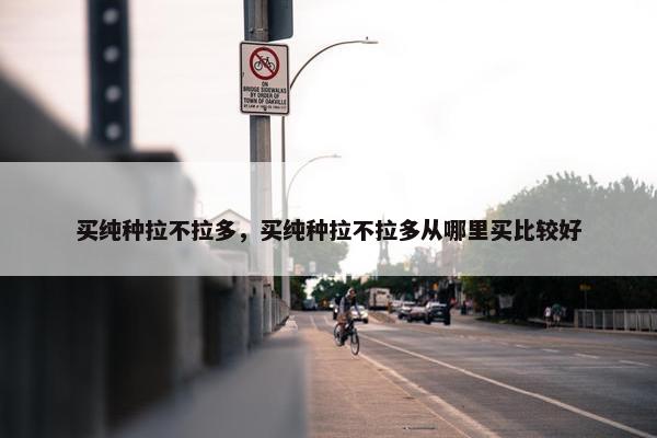 买纯种拉不拉多，买纯种拉不拉多从哪里买比较好
