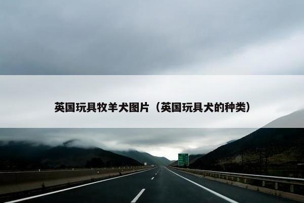 英国玩具牧羊犬图片（英国玩具犬的种类）